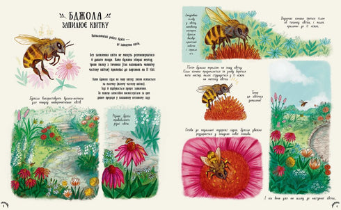 Little Wonders of Nature - 9786170985606