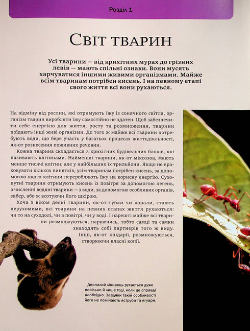 Das große Buch der Tiere - 9786171704794