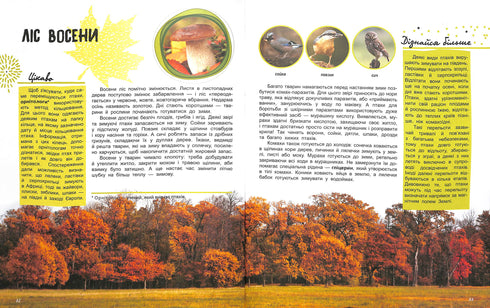 Die Welt und ihre Geheimnisse: Das Leben des Waldes