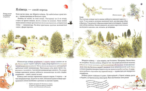 Expedition mit der Ameise Sofi. Wir erkunden die Natur um uns herum.